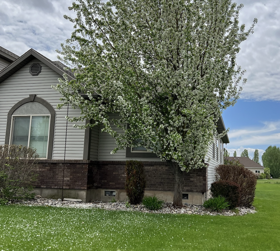 Perfectly trimmed bushes